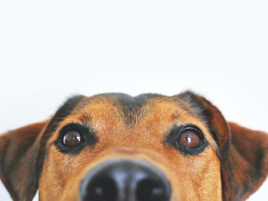 Pet Personal Insurance